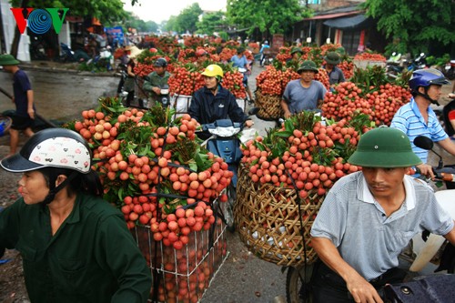 Saison de litchis - ảnh 3